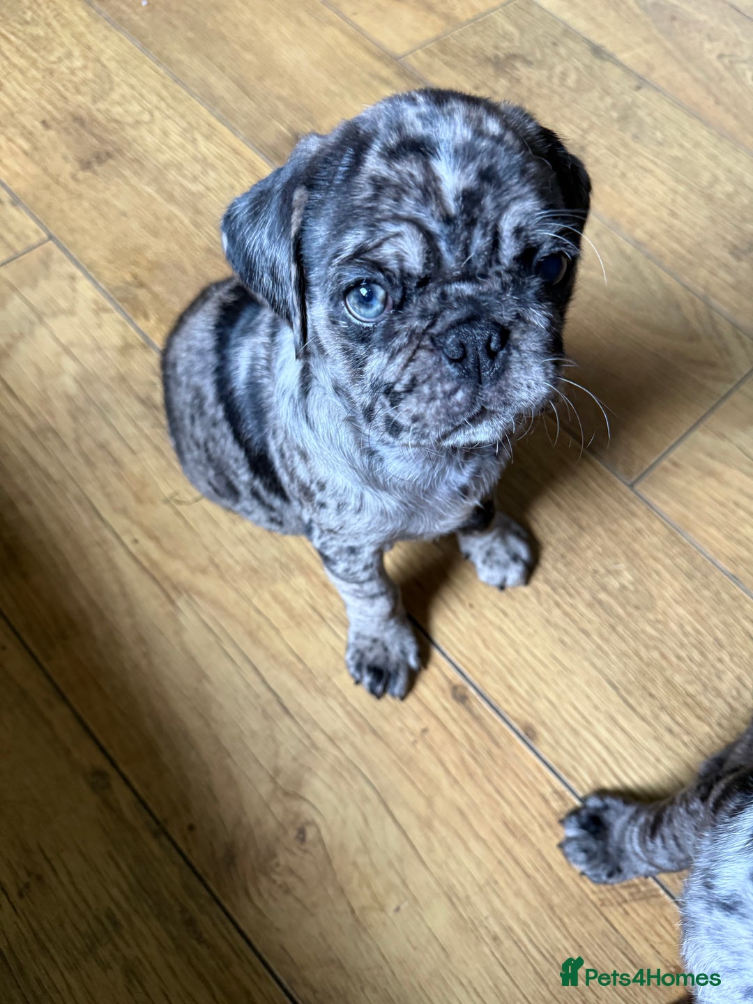 Pug dogs for sale: Merle pug puppies  - Image 2