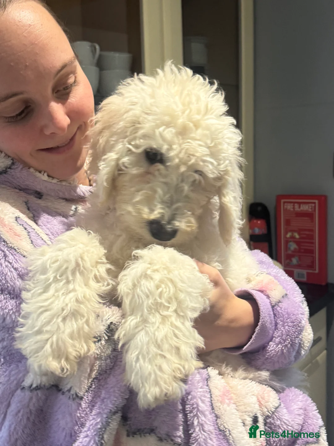Goldendoodle dogs for sale: Golden doodle F1B stunning puppies  - Advert 4