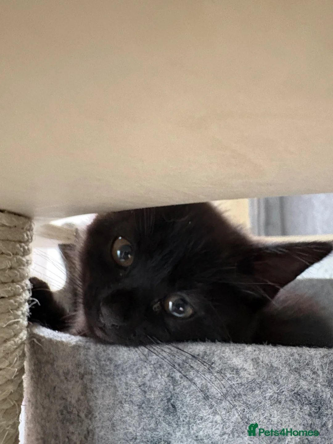 Mixed Breed cats for sale: Kittens  in Coventry - Advert 2