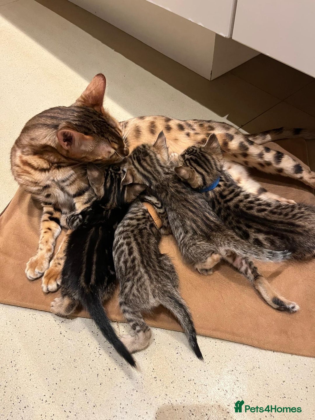 Bengal cats for sale: BEAUTIFUL BENGAL CROSS KITTENS-TWO GIRLS LEFT  - Advert 11