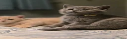 British Shorthair cats for sale: Beautiful British Shorthair kittens  - Advert 20