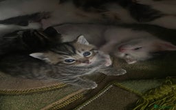 Mixed Breed cats for sale: Mixed breed kittens  - Image 3