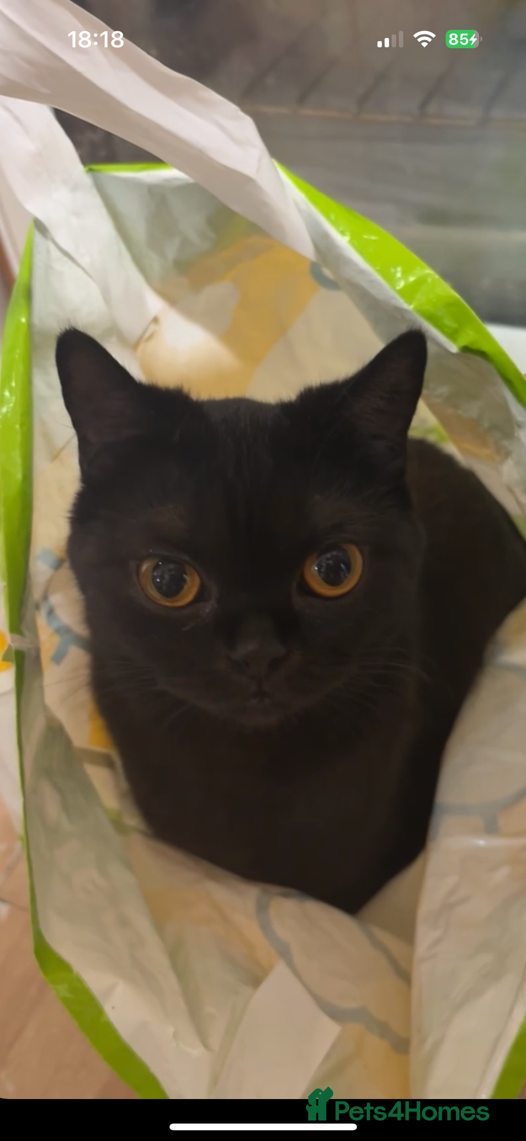 British Shorthair cats for sale: Beautiful Black British Shorthair Young Adult Cat - Advert 3