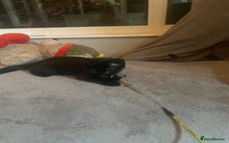 Brazilian Shorthair cats for sale: Little black rescue kitten - Image 16