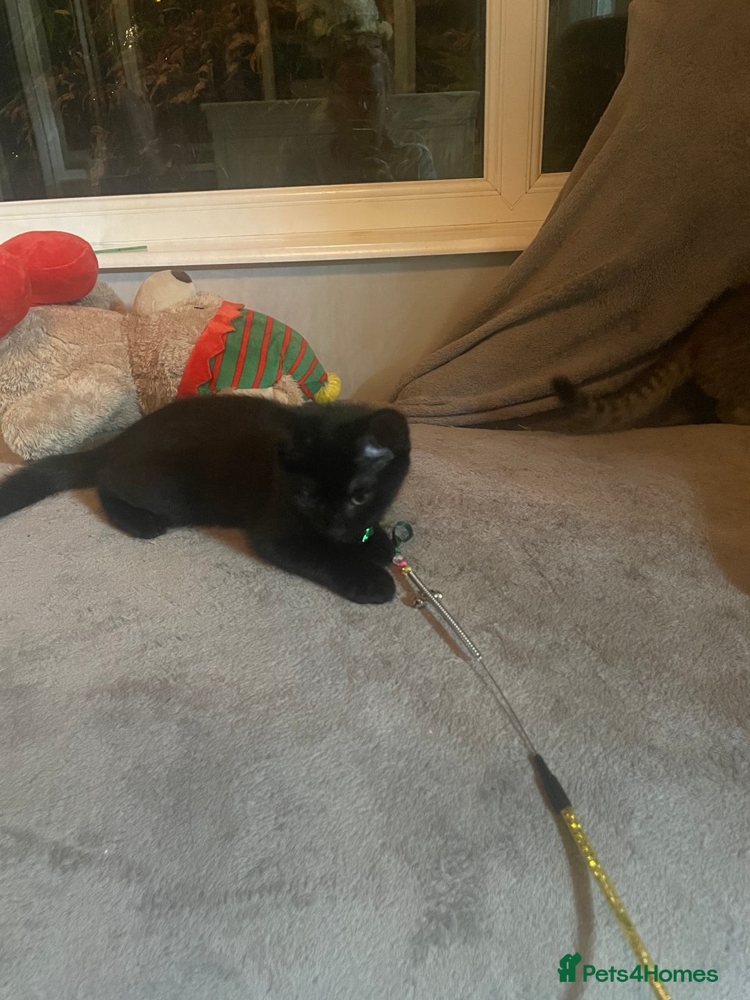 Brazilian Shorthair cats for sale: Little black rescue kitten - Image 16