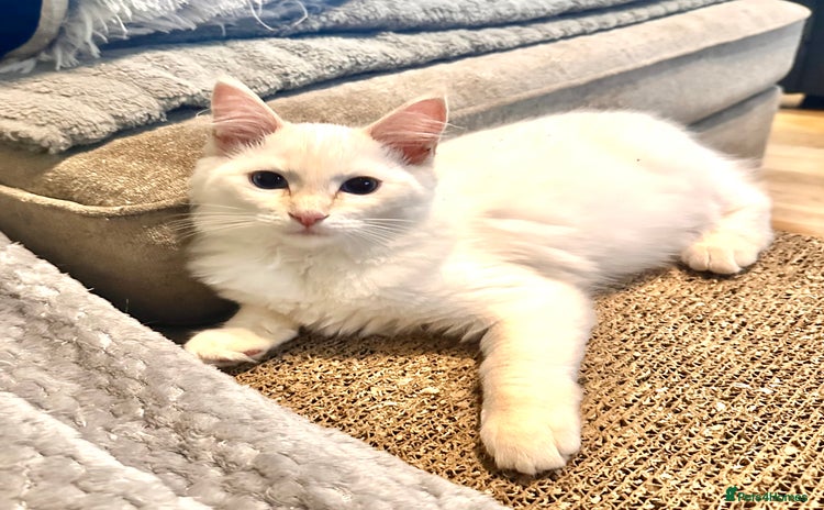 Ragdoll cats - Advert 3