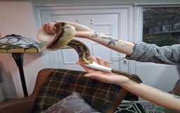 Python Snake reptiles for sale: Pied Python and setup - Image 4