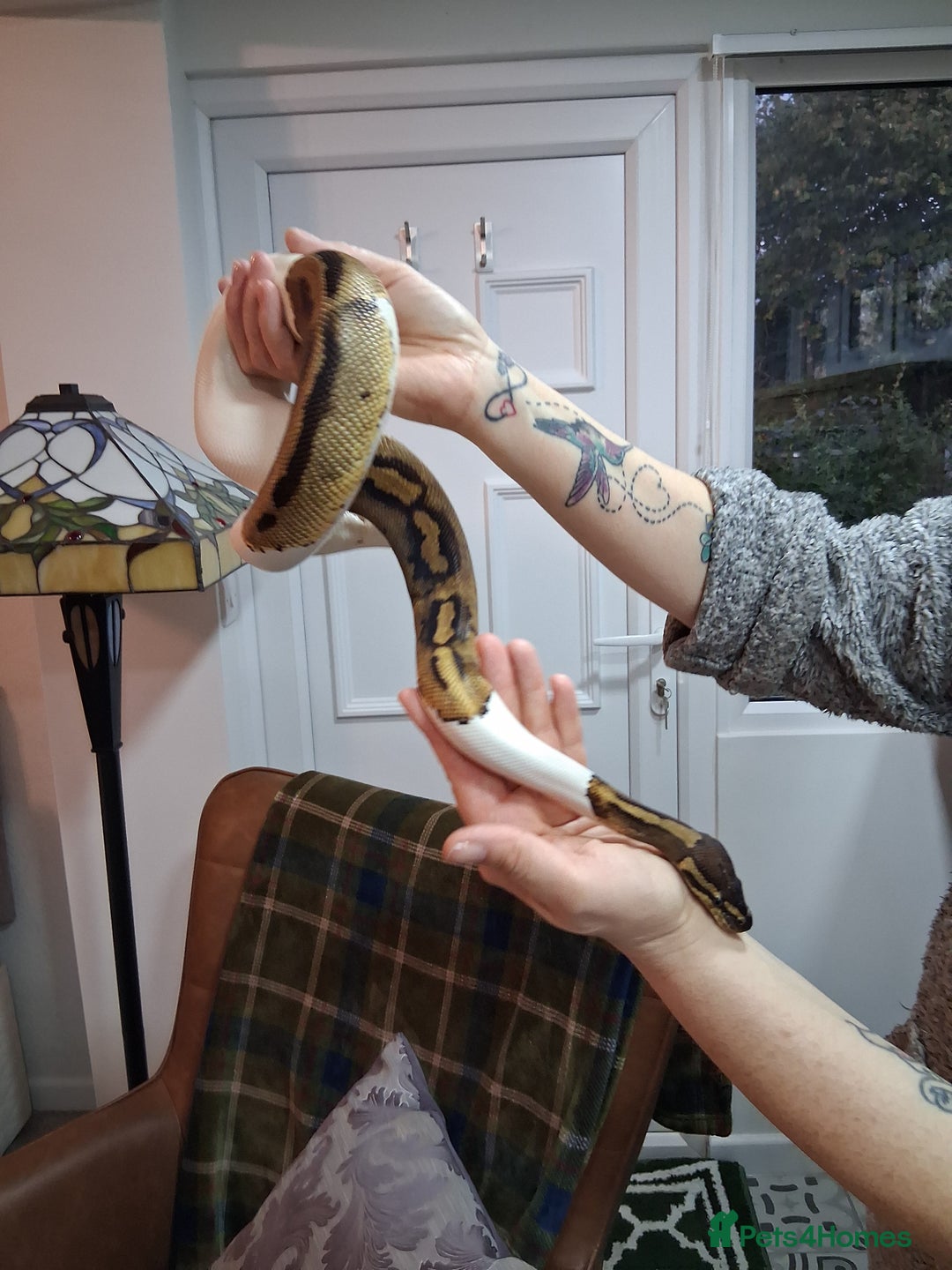 Python Snake reptiles for sale: Pied Python and setup - Image 4