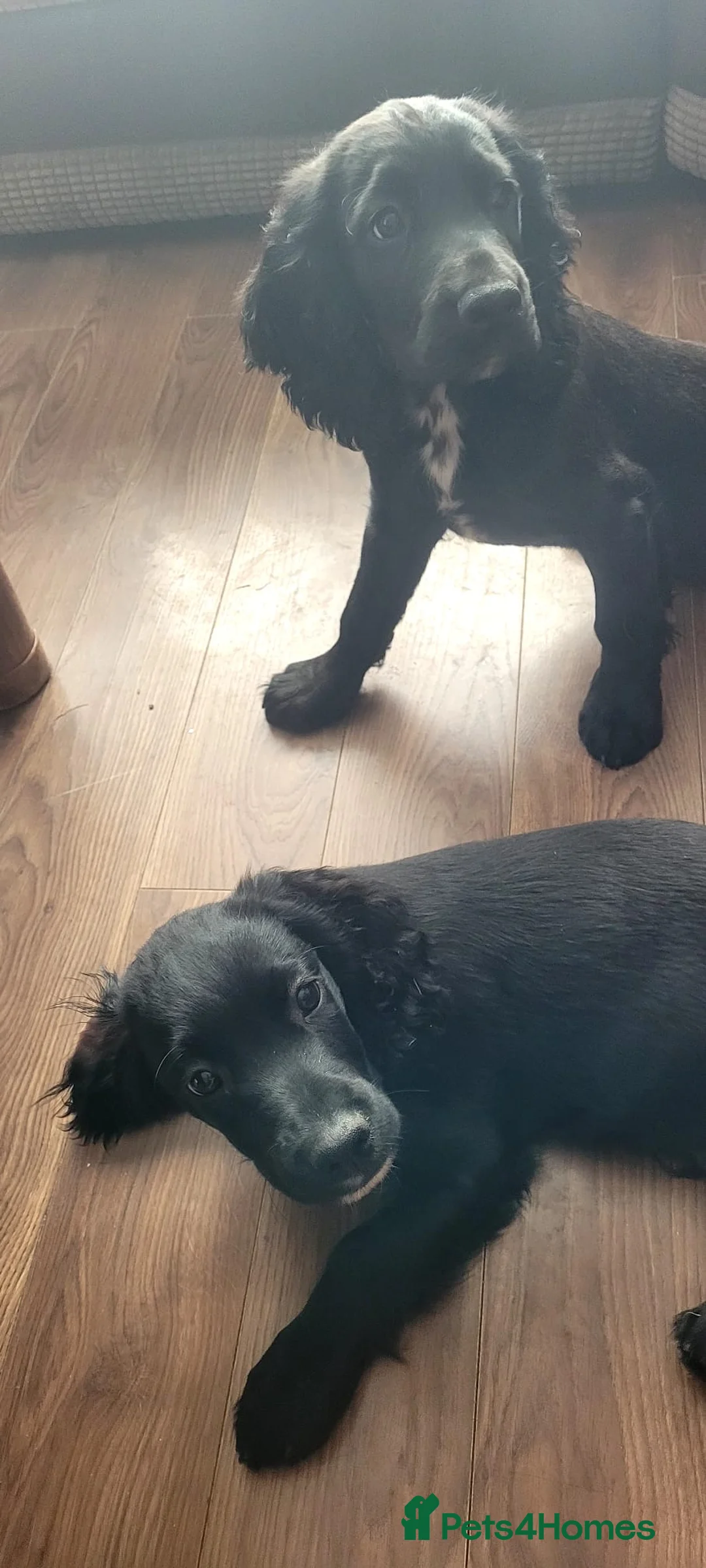 Cocker Spaniel dogs for sale: Stunning cocker spaniels - Advert 2