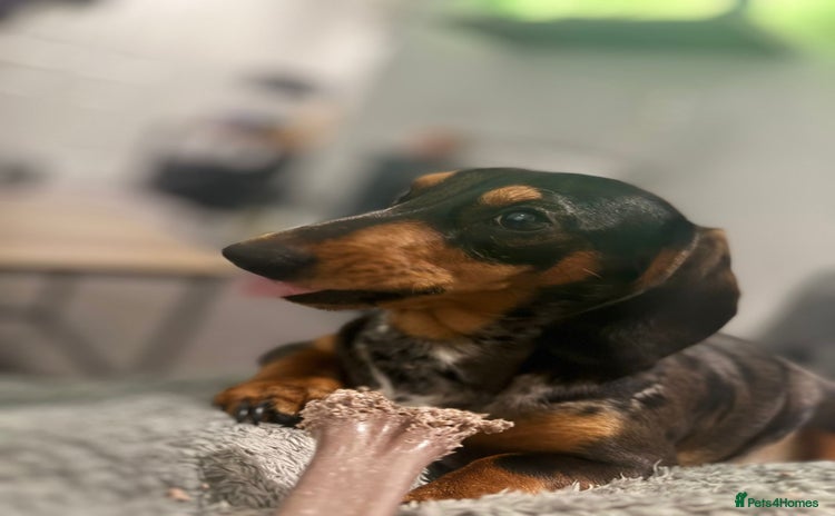 Miniature Dachshund dogs - Advert 3