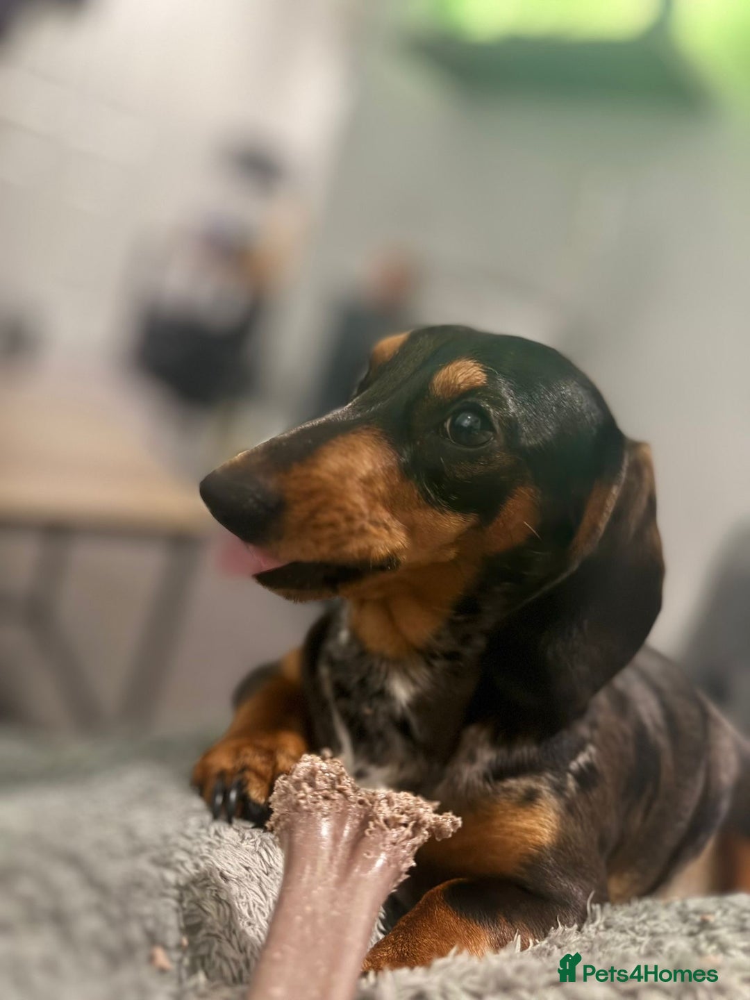 Miniature Dachshund dogs for stud: Miniature dachshund merle dapple stud  - Image 1