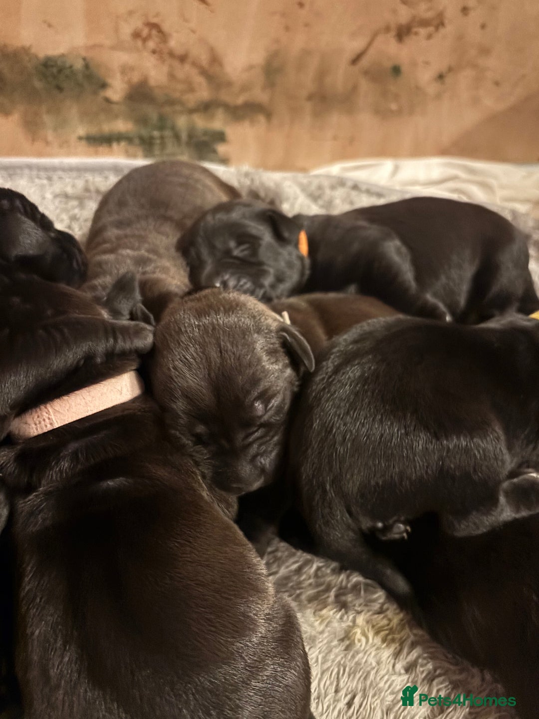 Mixed Breed dogs for sale: Beautiful Staffadors 4 weeks old  - Advert 6