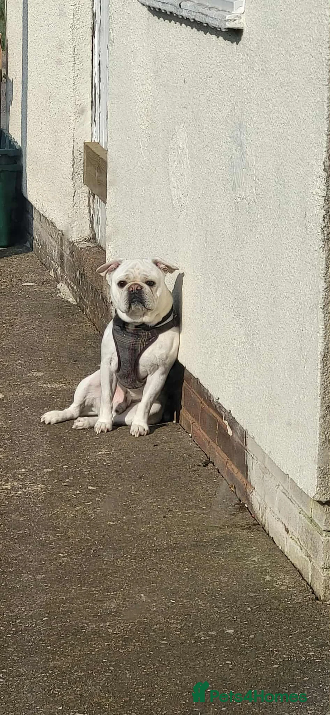 Frug dogs for sale: 4 Yr old male frug - Advert 6