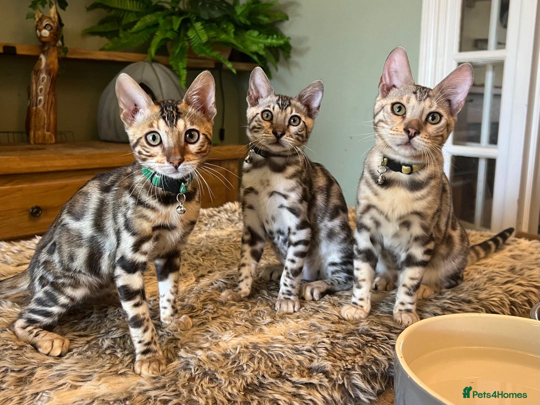 Bengal cats for sale: Beautiful Bengal Kittens Ready for Forever Homes - Image 17