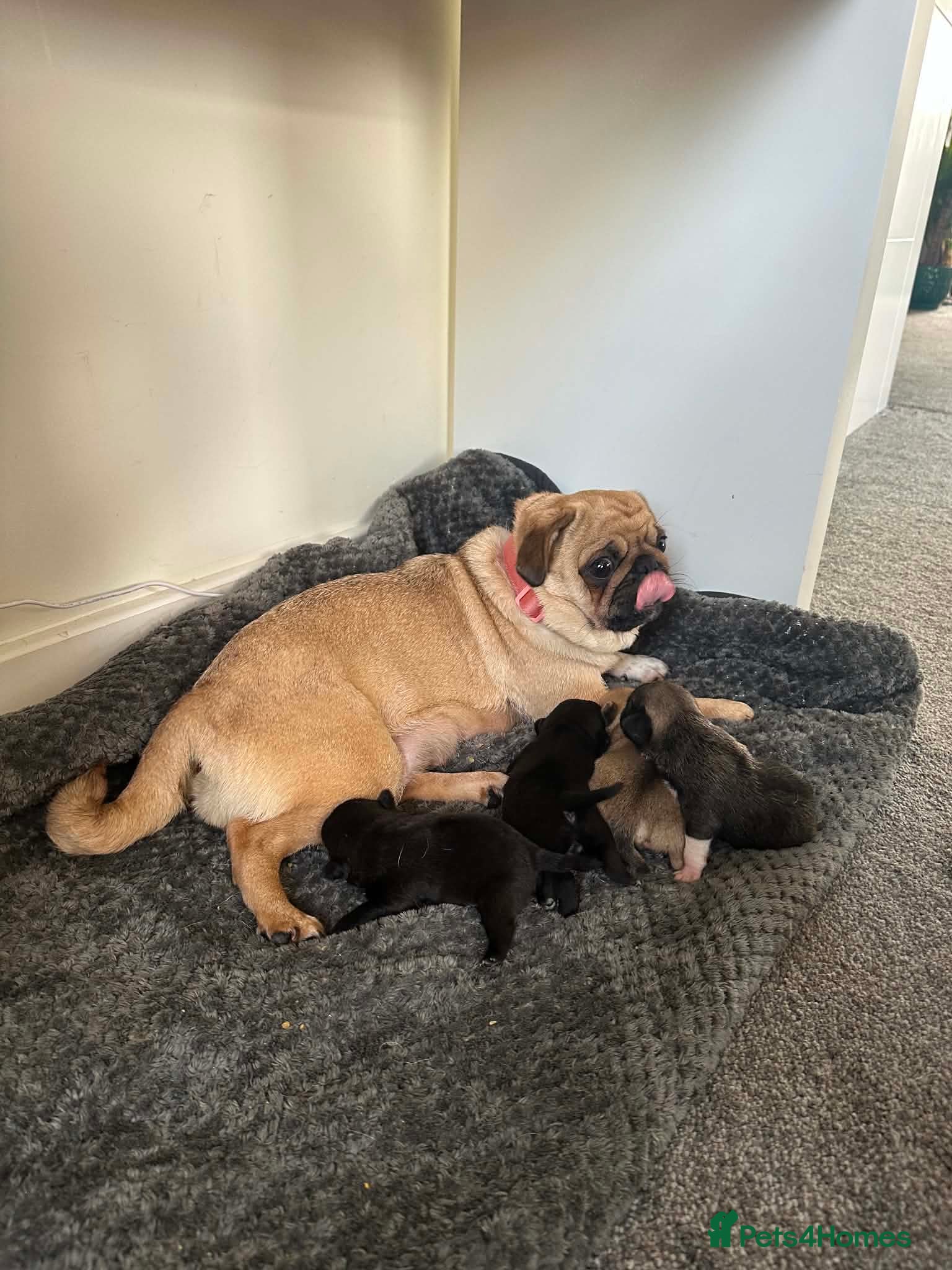 Pug dogs Pug puppy litter pure bred  - Advert 1