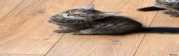 Mixed Breed cats for sale: Gorgeous fluffy male tabby cross - Advert 3