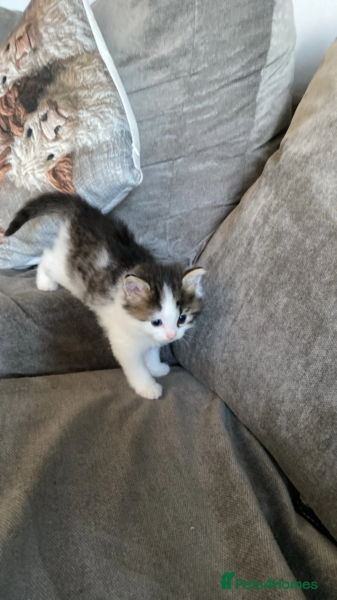 Mixed Breed cats for sale: Beautiful kittens looking for homes  - Advert 9