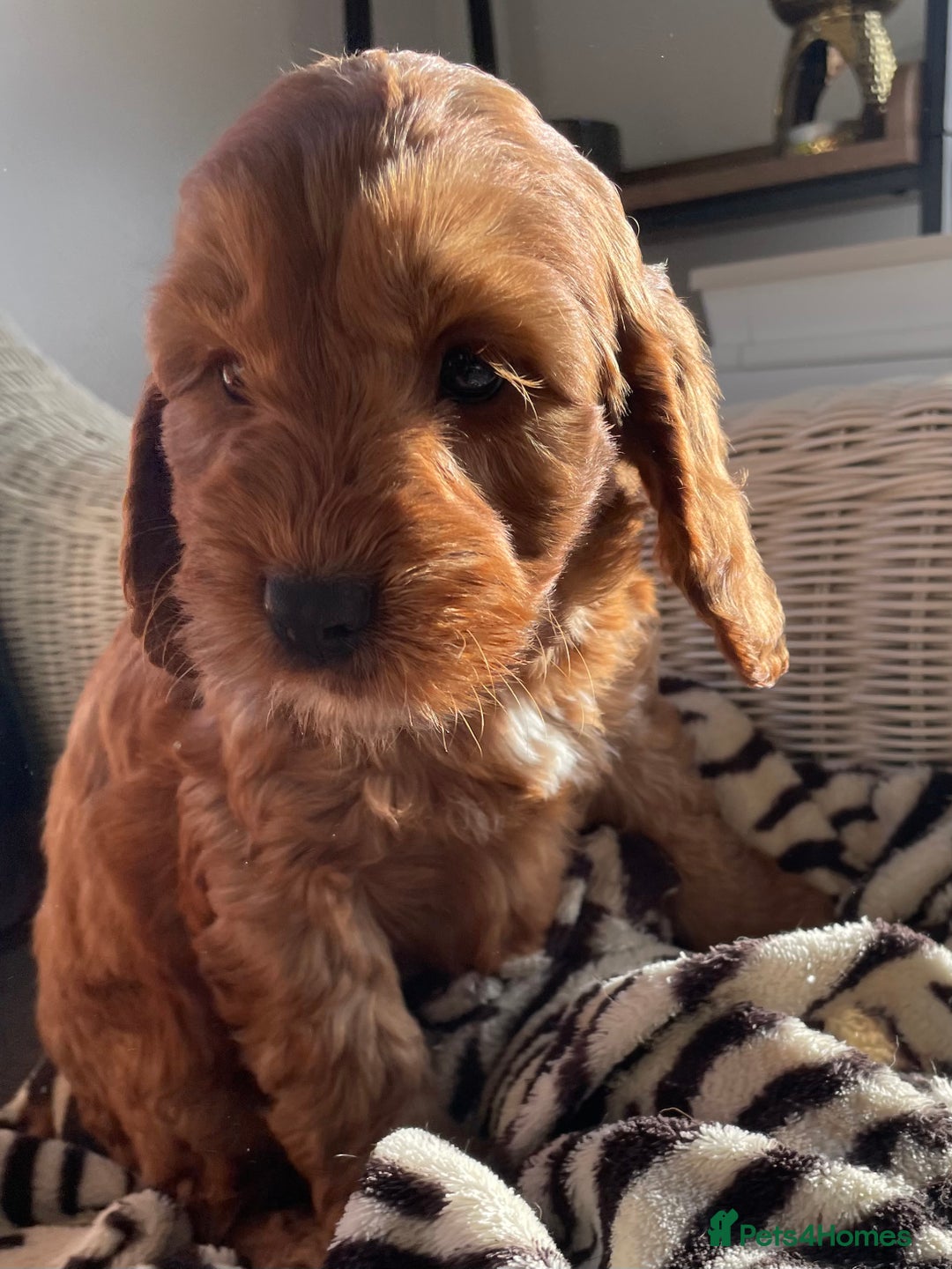 Cockapoo dogs for sale: F1 MINIATURE COCKAPOO PUPPIES DNA HEALTH TESTED  - Advert 9