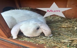 Mini Lop rabbits for sale: 6 baby mini lops ready to reserve  - Image 9