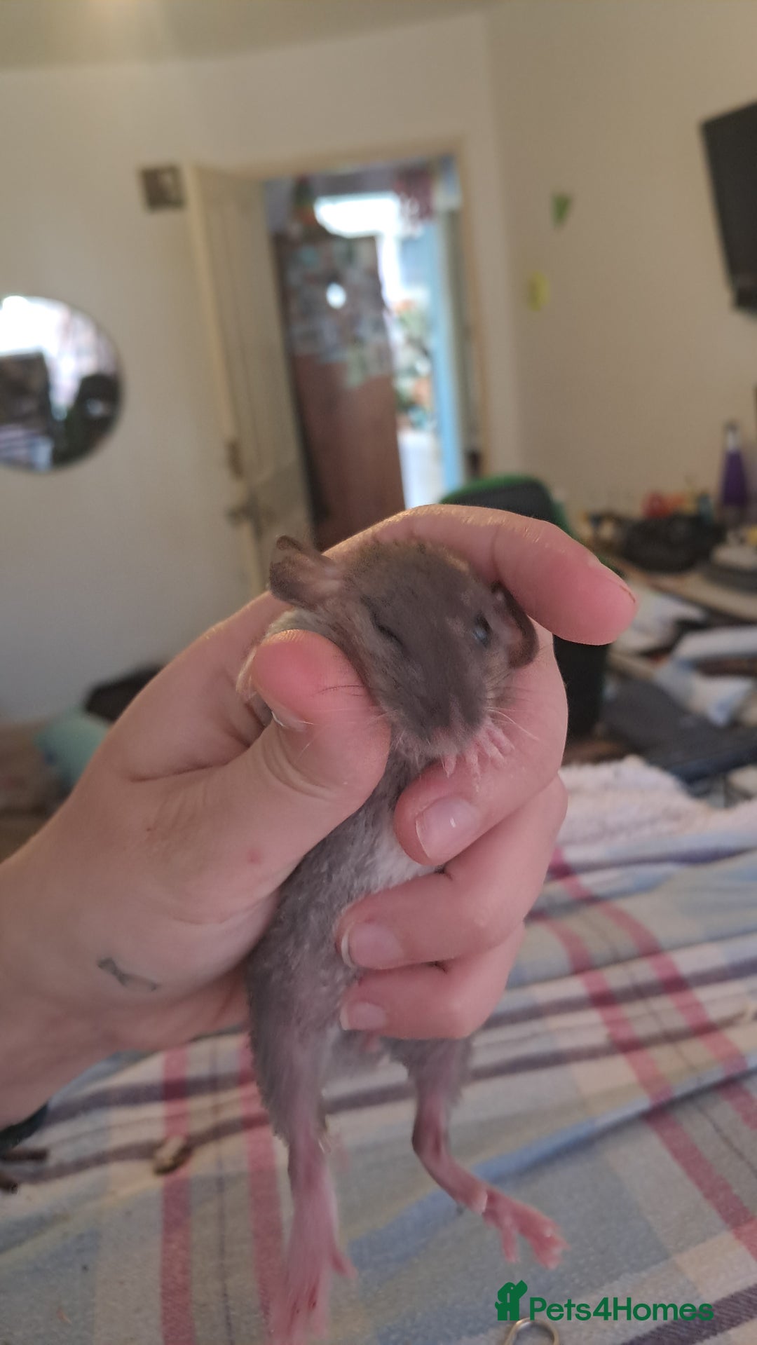 Rat rodents for sale: All rats have been reserved. - Image 6