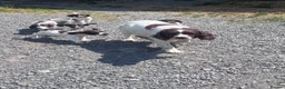 English Springer Spaniel dogs for sale: Gorgeous English Springer Spaniels - Advert 3