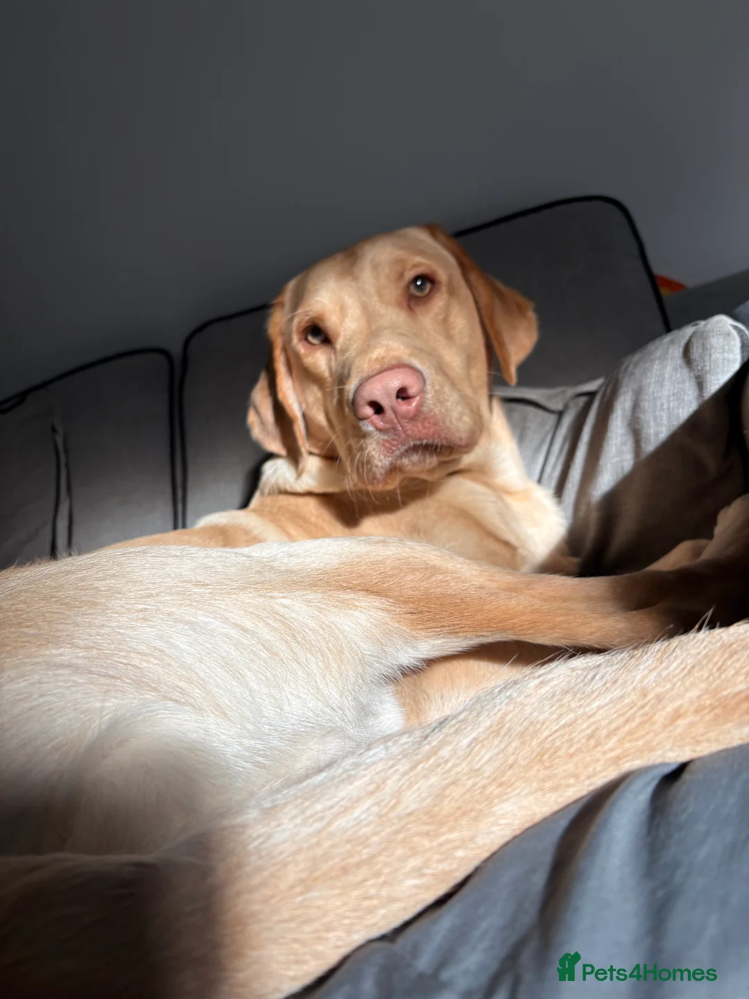 Labrador Retriever dogs for sale: Golden Labrador  - Advert 5