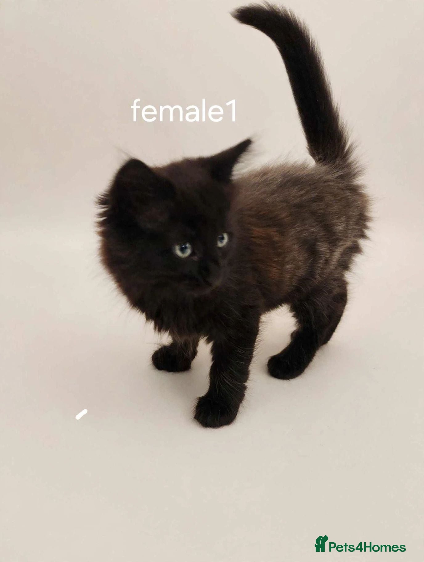 Mixed Breed cats Adorable kittens  - Advert 2
