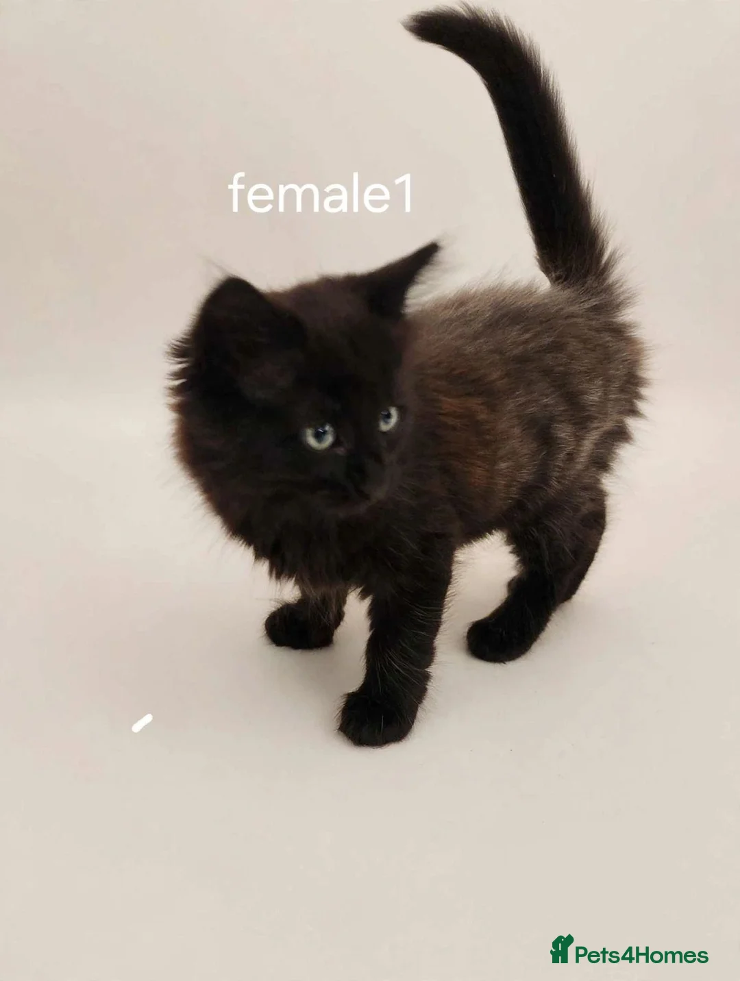 Mixed Breed cats for sale: Adorable kittens  - Advert 2