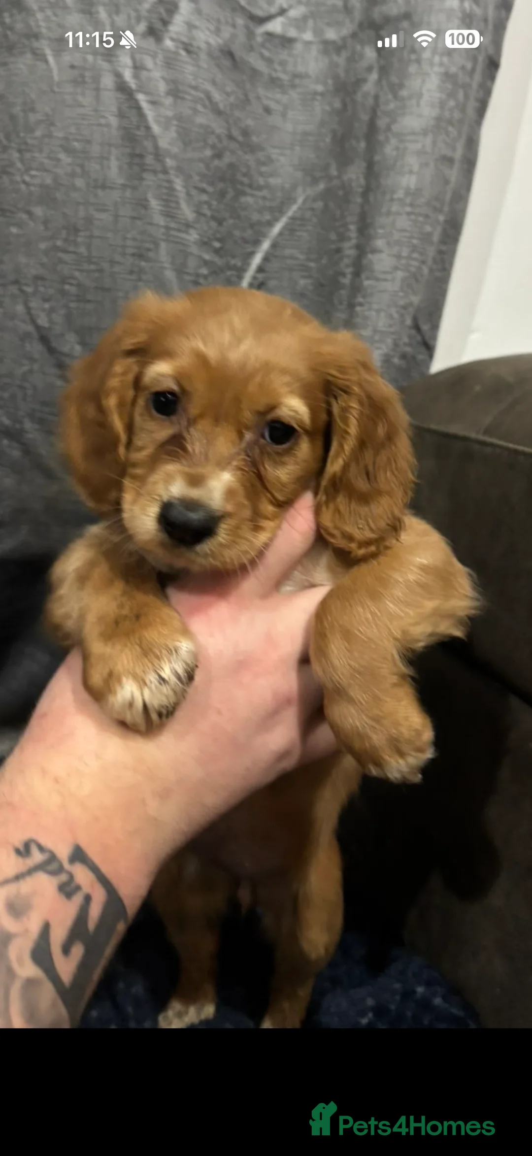 Cocker Spaniel dogs for sale: Purebred female cocker spaniel  - Advert 3