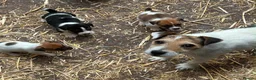 Jack Russell dogs for sale: Fantastic litter of Jack Russell  - Advert 3