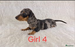 Miniature Dachshund dogs for sale: Beautiful Miniature Dachshund Puppies  - Image 3