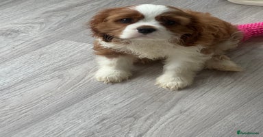 Cavalier King Charles Spaniel dogs - Advert 6