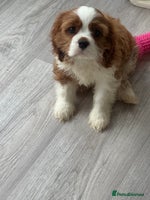 Cavalier King Charles Spaniel dogs - Advert 6