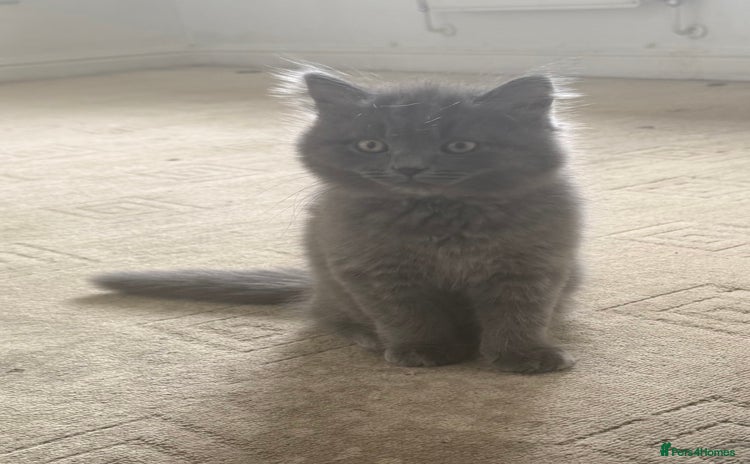 British Shorthair cats - Advert 11
