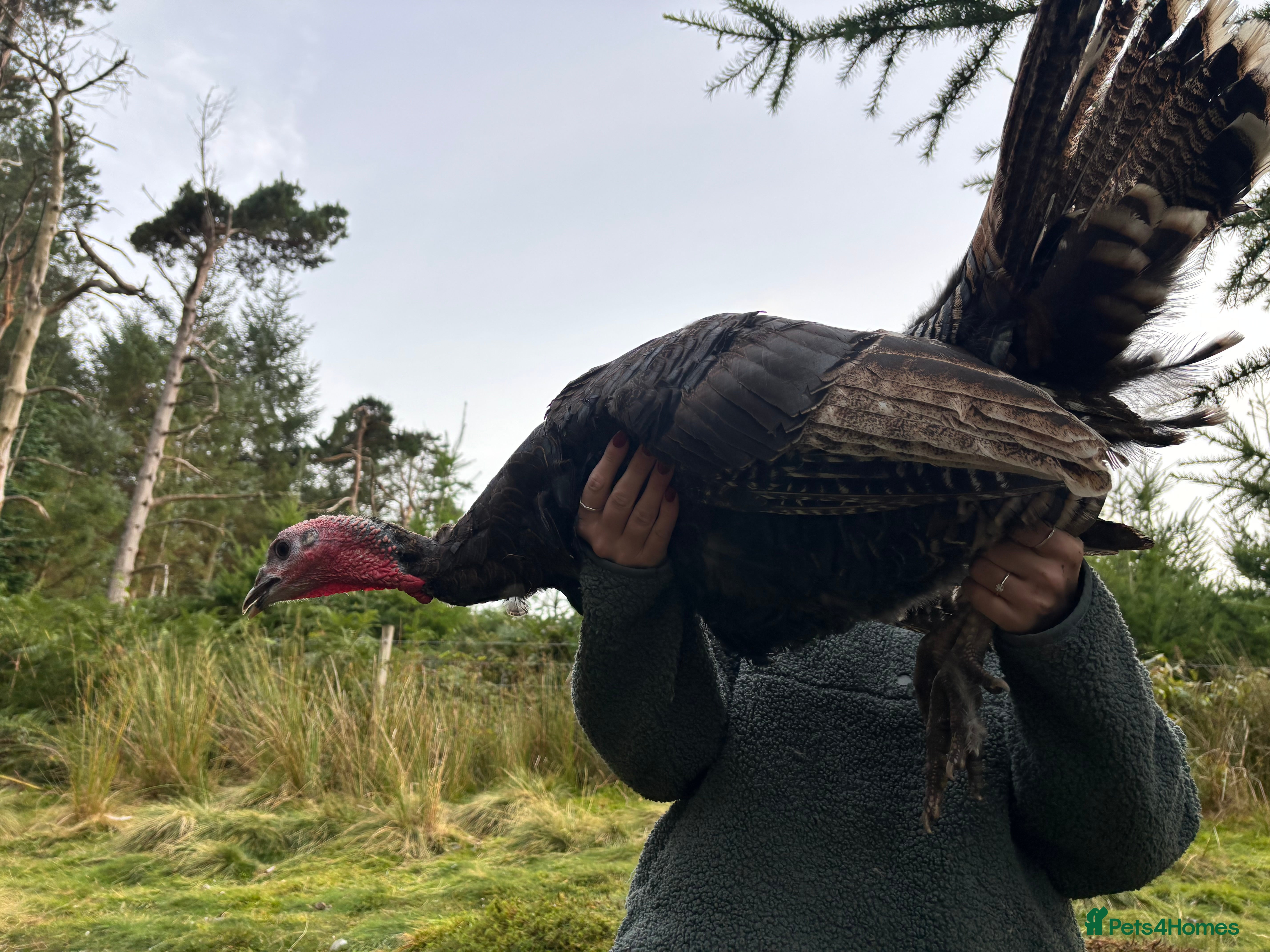 Turkeys poultry Turkeys Available  - Advert 8