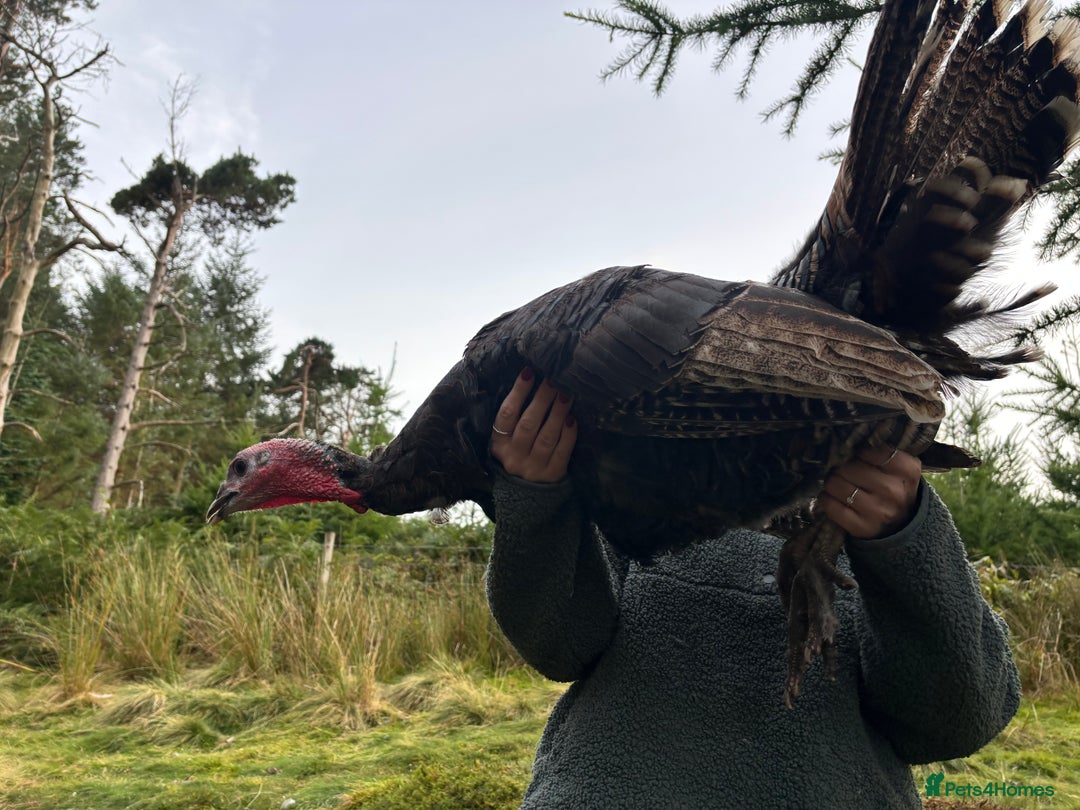 Turkeys poultry for sale: Turkeys Available  - Advert 1