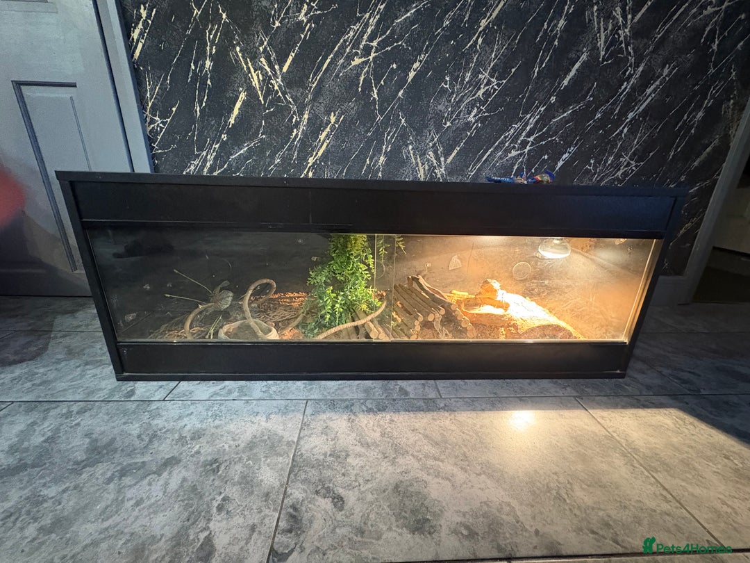 Bearded Dragon reptiles for sale: Bearded dragon with enclosure  - Advert 4