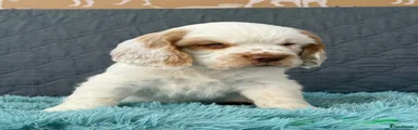 Clumber Spaniel 1