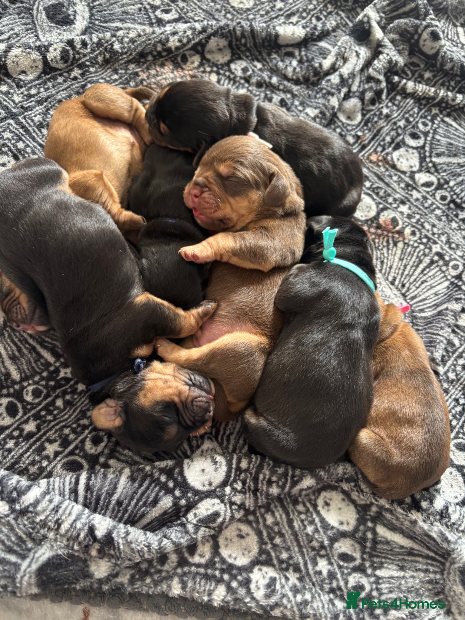 Mixed Breed dogs Cockerbull puppies born 16th March  - Advert 2