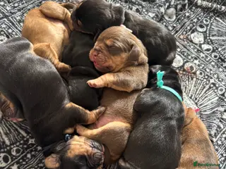 Mixed Breed dogs Cockerbull puppies born 16th March - Advert 2