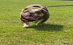 English Bulldog dogs for sale: Beautiful adult male English bulldog  - Image 1