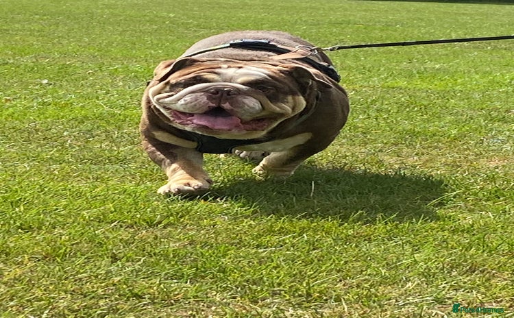English Bulldog dogs - Advert 1