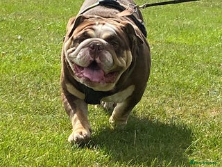English Bulldog dogs - Advert 2