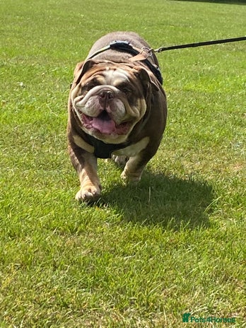 English Bulldog dogs - Advert 2