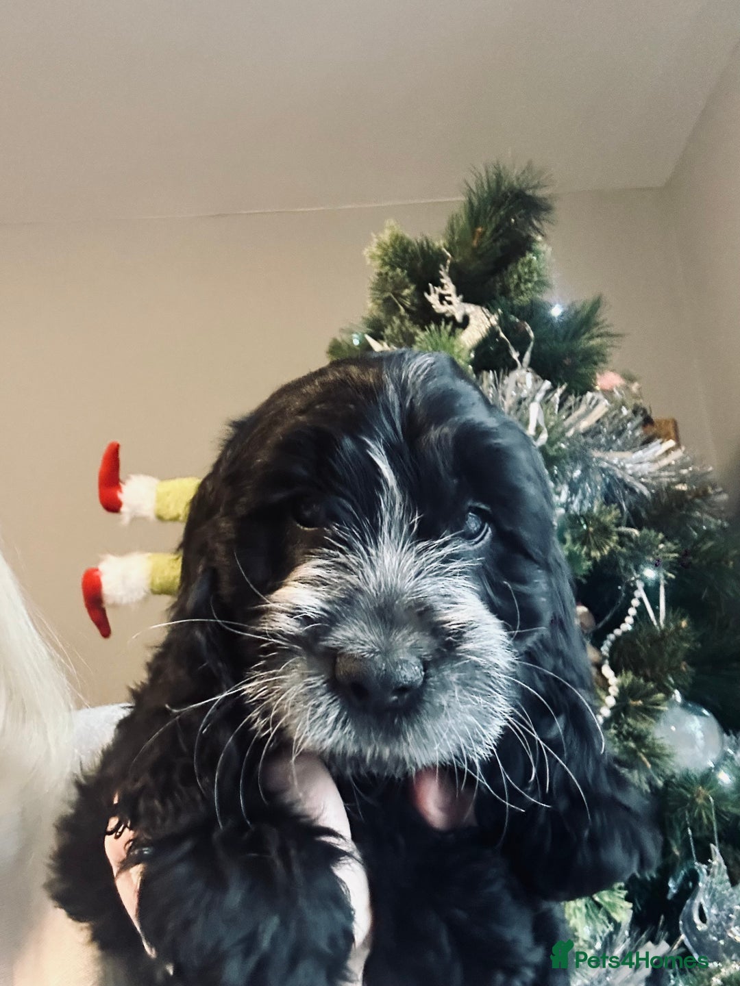 Cockapoo dogs for sale: Stunning cockapoo pups - ready now!  - Advert 7