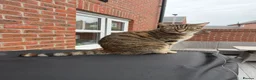 Mixed Breed cats for sale: 2 x Tabby Cats for Rehoming - Advert 4