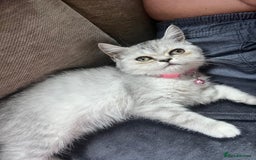 Scottish Fold cats for sale: Kittens scottish fold & Himalayan Persian mix  - Image 2