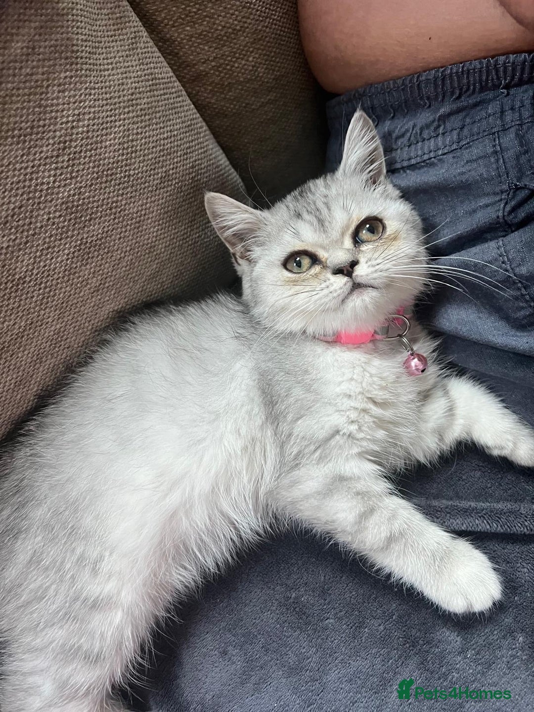 Scottish Fold cats for sale: Kittens scottish fold & Himalayan Persian mix  - Image 2
