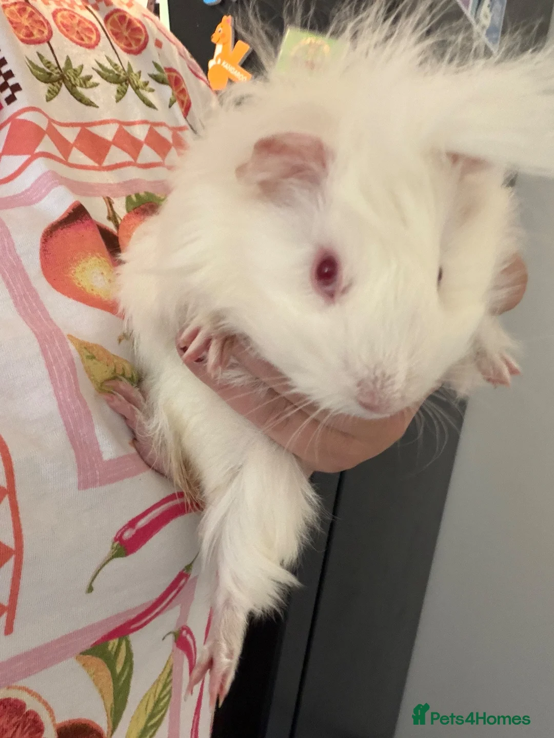 Guinea Pig rodents for sale: Two bonded guinea pigs for sale  in Bideford - Advert 2