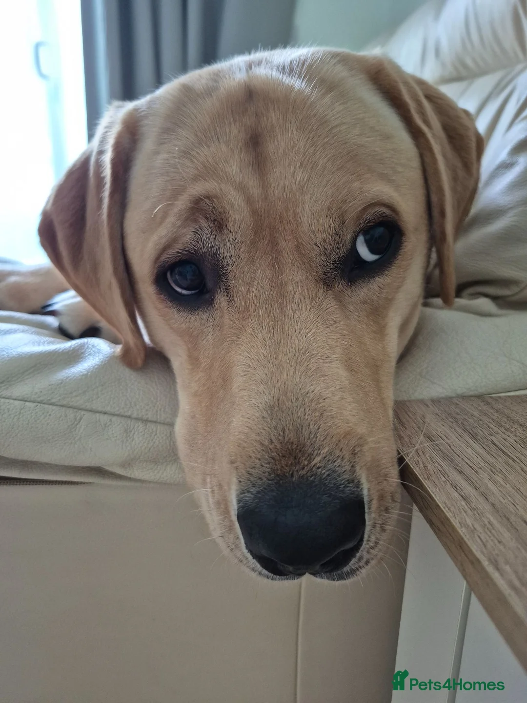 Labrador Retriever dogs for sale: 15 month Labrador Male in Snodland - Advert 2